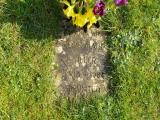 image of grave number 231326